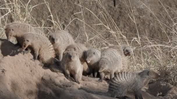 Banded mongoose enjoying morning sun at serengeti national park — Stock Video