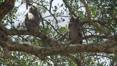 Serengeti 'deki bir sosis ağacına tünemiş iki dev kartal baykuş.