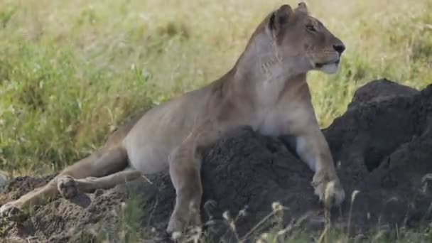 Profiel opname van een leeuwin kijkend naar haar territorium in Serengeti National Park van een termietenheuvel — Stockvideo