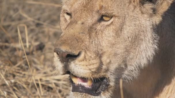 Serengeti Ulusal Parkı 'nda nefes nefese kalmış dişi bir aslanın 240 penilik yavaş çekimi. — Stok video