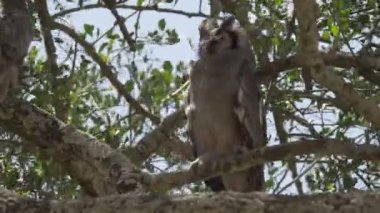 Serengeti Ulusal Parkı 'ndaki ağaçta bir Verreauxs kartal baykuşu.