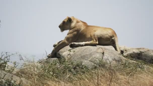 A lioness lying on top of a kopjes at serengeti — Stock Video