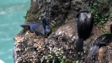 Olimpik NP 'de bir uçurumun kenarında pelajik karabatak kolonisi üretiyor.