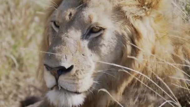 4K 60p extremo perto da face cicatrizada de um leão macho no parque nacional de serengeti — Vídeo de Stock