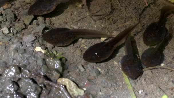 Close up of tadpoles in a pond at olympic np — Stock Video