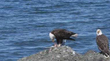 Olimpik yarımadada Neah Körfezi 'nde beslenen kel bir kartalın yavaş çekim klibi