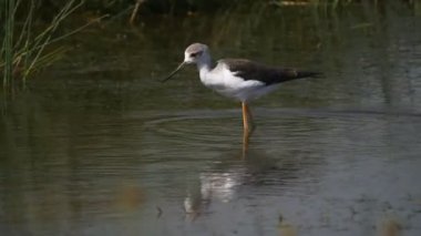 Serengeti 'de suyun içinde yüzen siyah kanatlı bir çubuğun yakın görüntüsü.