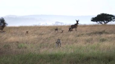 Serengeti Ulusal Parkı 'nda bir çita çifti, antiloplara yavaşça yaklaşıyor.
