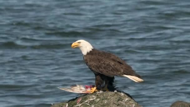 A feeding bald eagle at neah bay — Stock Video