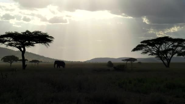 Tiro retroiluminado de um elefante em serengeti np — Vídeo de Stock