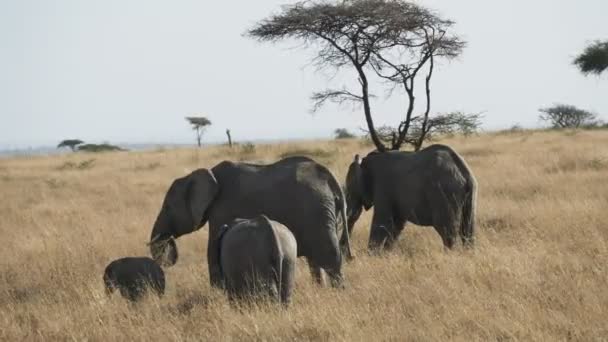 Serengeti Ulusal Parkı 'nda ağaca tırmanan bir filin 4K 60p klibi. — Stok video