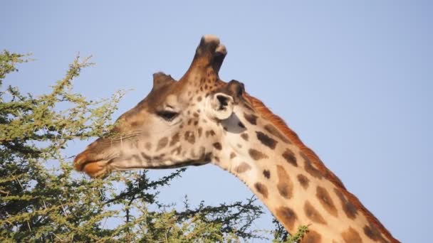 Zblízka zpomalený záběr žirafy, která jí listy acaia v národním parku Serengeti v Tanzanii — Stock video