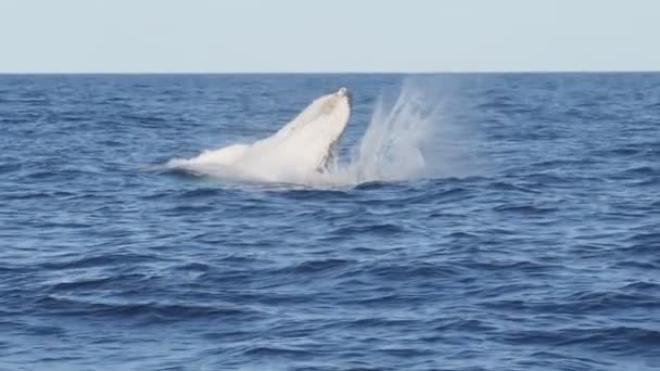 Disparo en cámara lenta de una ballena jorobada terneros medio brecha en merimbula — Vídeos de Stock