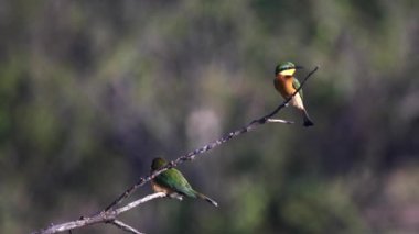 Serengeti Milli Parkı 'nda bir dala tünemiş iki güzel arı yiyici.