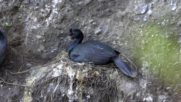 Pelagic cormorant on a cliff face nest at cape flattery — Stock Video