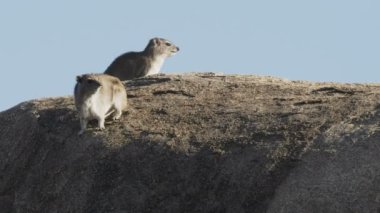 Bir çift kaya hyrax Serengeti 'de sabah güneşinin tadını çıkarıyor.