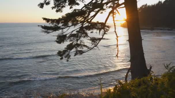 Sunset shot of the coastline and a pine tree at rialto beach — Stock Video