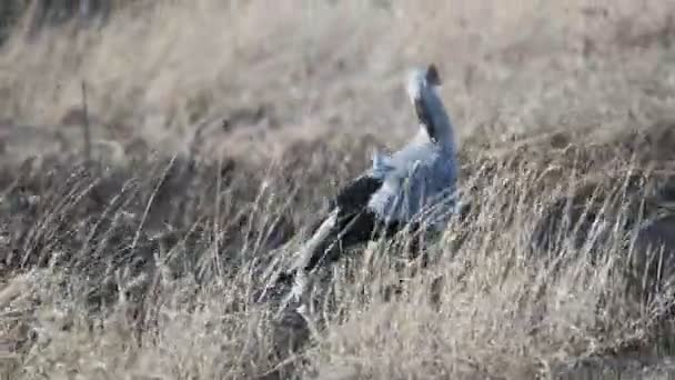 4K 60p sledování záběru sekretářky ptáka v národním parku Serengeti — Stock video