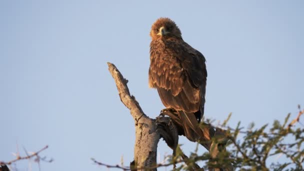 Een tawny eagle neergestreken in een boom bij serengeti vroeg in de morgen — Stockvideo