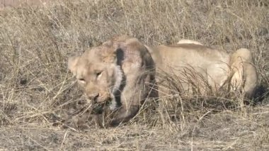 Serengeti Milli Parkı 'nda yaban domuzu yiyen genç bir aslanın orta görünümü