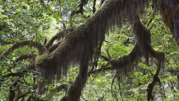 Olimpiyat Ulusal Parkı 'ndaki Hoh yağmur ormanlarında büyük bir yosun yaprağı kaplı akçaağaç dalının eğimi ve tavası — Stok video