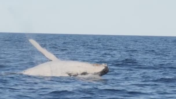 180p slow motion clip van een bultrug walvis kalf hoofd alleen breken bij merimbula — Stockvideo