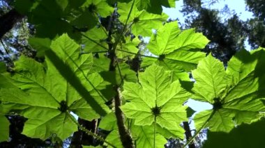 Marymere Şelalesi 'nde öğleden sonra güneşi altında yanan şeytanlar kulübü.