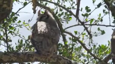 Serengeti Ulusal Parkı 'nda uyuyan dev bir baykuşun arka görüntüsü