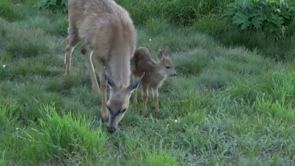 Doe and fawn feeding at dusk at hurricane ridge on the olympic peninsula — Stock Video