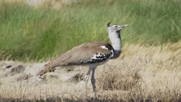 Close up of a kori bustard bird at serengeti np — Stock video