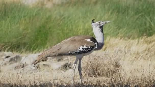 Close-up van een kori bustard vogel bij serengeti np — Stockvideo