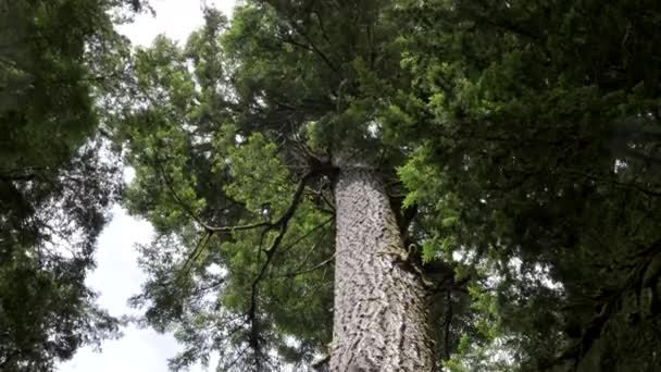 En sitka gran stam vid hoh regnskog — Stockvideo