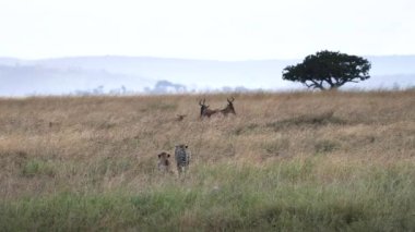 İki çita, Tanzanya 'daki Serengeti Ulusal Parkı' nda yavru bir antilobu takip ediyor.