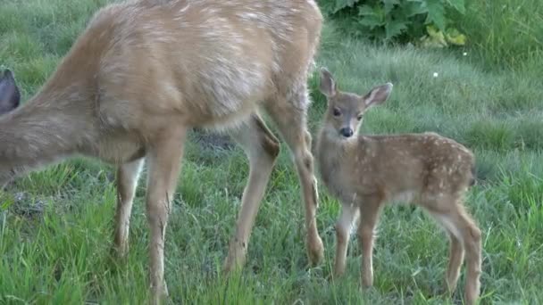 A close view of a fawn and doe feeding together at hurricane ridge in the olympic national park — Stock Video