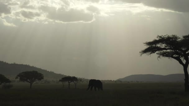 Foto iluminada de un elefante caminando por la sabana en el parque nacional Serengeti — Vídeos de Stock