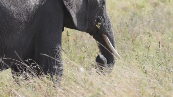 Cámara lenta primer plano de un elefante poniendo hierba en su boca en el parque nacional Serengeti — Vídeos de Stock