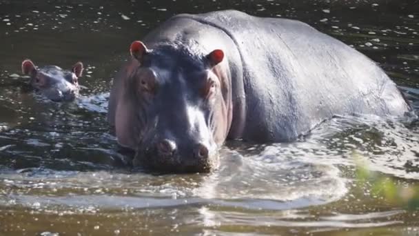 180p slow motion shot of a hippo baby and mother in a river pool at serengeti national park — Stock Video