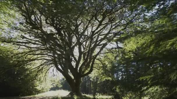 Ett bakgrundsbelyst lövlönn träd vid Marymere faller på den olympiska halvön — Stockvideo