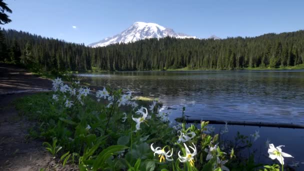 Laviner liljor växer bredvid reflektion sjö på mt rainier i Washington tillstånd — Stockvideo