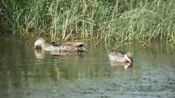 Una toma de 4K 60p de un par de patos cardos rojos alimentándose en el parque nacional Serengeti — Vídeos de Stock