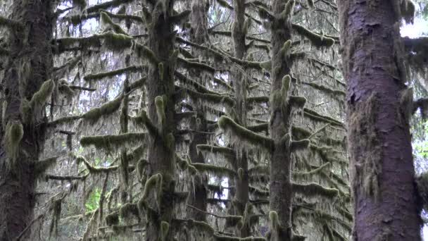 Ramas de abeto cubiertas de musgo en la selva tropical de Hoh — Vídeos de Stock