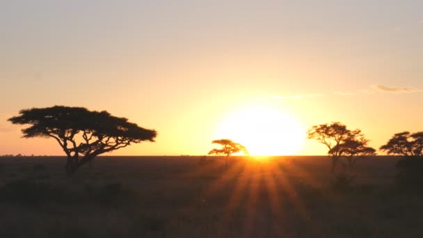 Um pôr-do-sol de árvores de acácia no parque nacional de serengeti — Vídeo de Stock