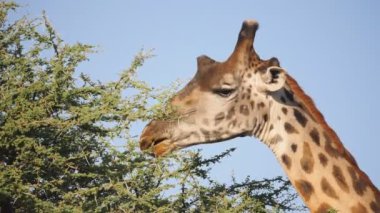 Serengeti Ulusal Parkı 'ndaki bir akasya ağacından beslenen bir zürafanın yavaş çekim görüntüsü.