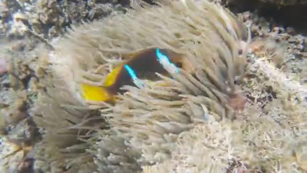 Μπλε ριγέ ψάρι κλόουν σε μια ανεμώνη σε ένα ρηχό ύφαλο στο Fiji — Αρχείο Βίντεο