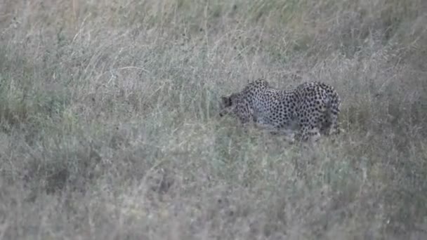 A cheetah walks stealthily in long grass at a savanna in serengeti national park — Stock Video
