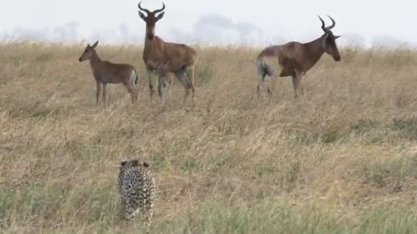 Zbliżenie dwóch gepardów oglądających antylopę Hartebeest w Parku Narodowym Serengeti — Wideo stockowe