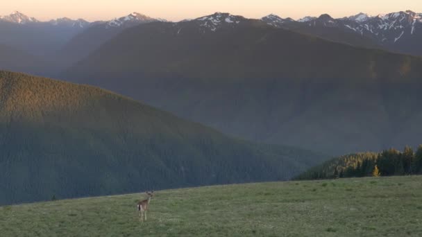 Deer feeding at hurricane ridge on the olympic peninsula — Stock Video