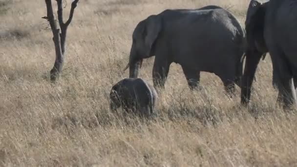 4K 60p Clip eines afrikanischen Elefantenkalbes, das mit seiner Herde im Serengeti-Nationalpark spaziert — Stockvideo