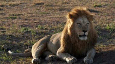 Görkemli bir erkek aslan, sabah güneşiyle aydınlanır, sağa, Serengeti 'ye bakar.