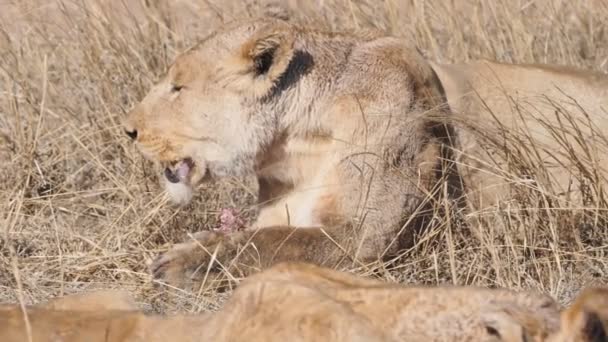 180p zpomalený pohled na lva, jak jí warthoga v národním parku Serengeti — Stock video